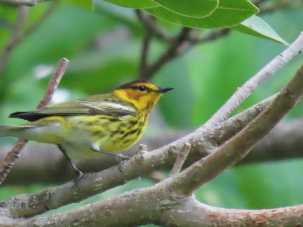 Cape May Warbler - ML634092212
