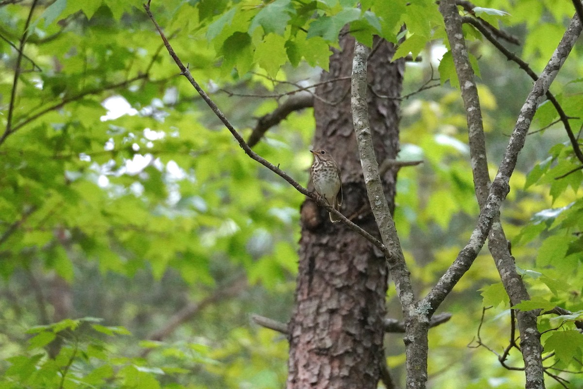 Swainson's Thrush - ML634092220