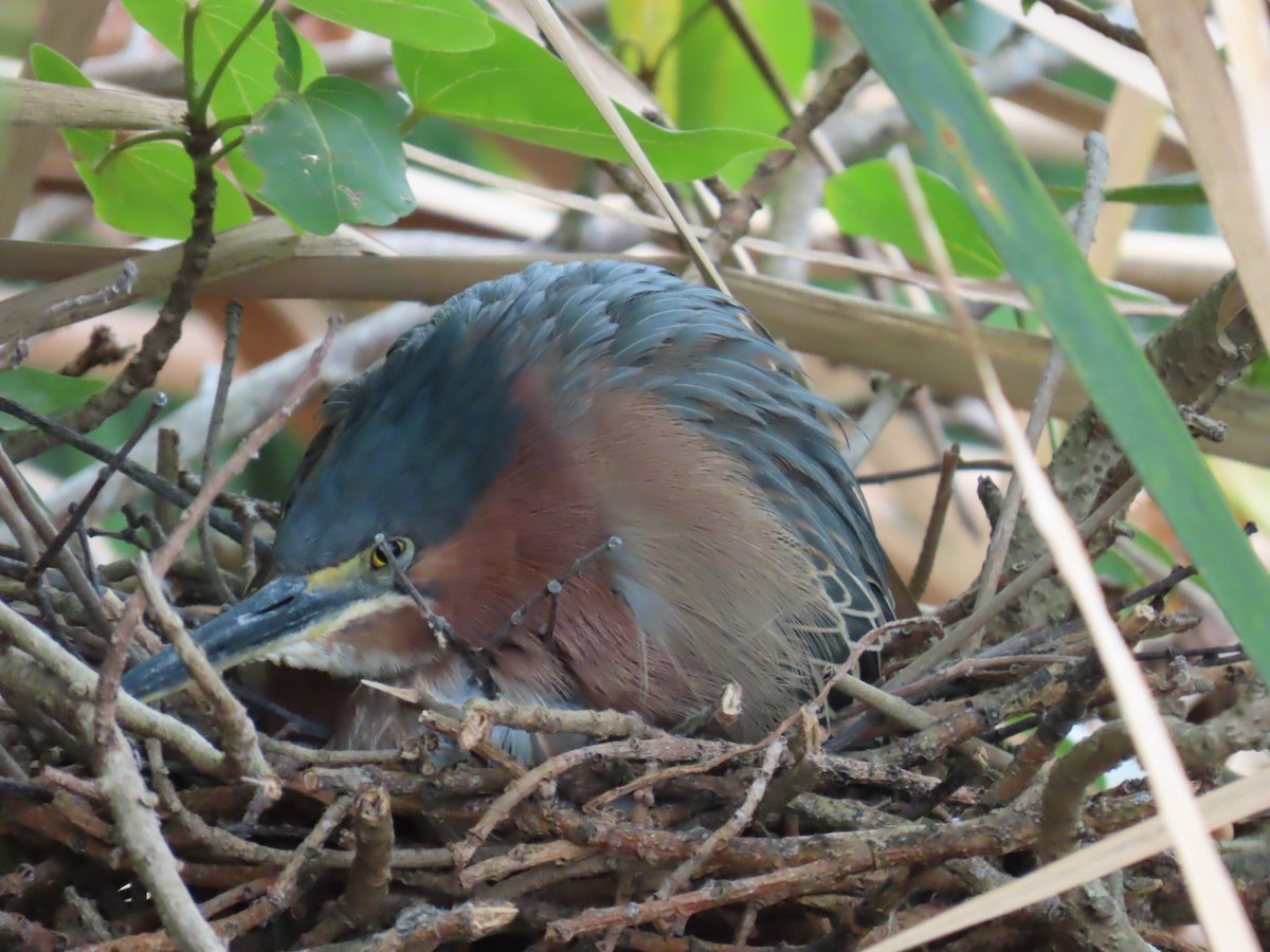 Green Heron - ML634092230