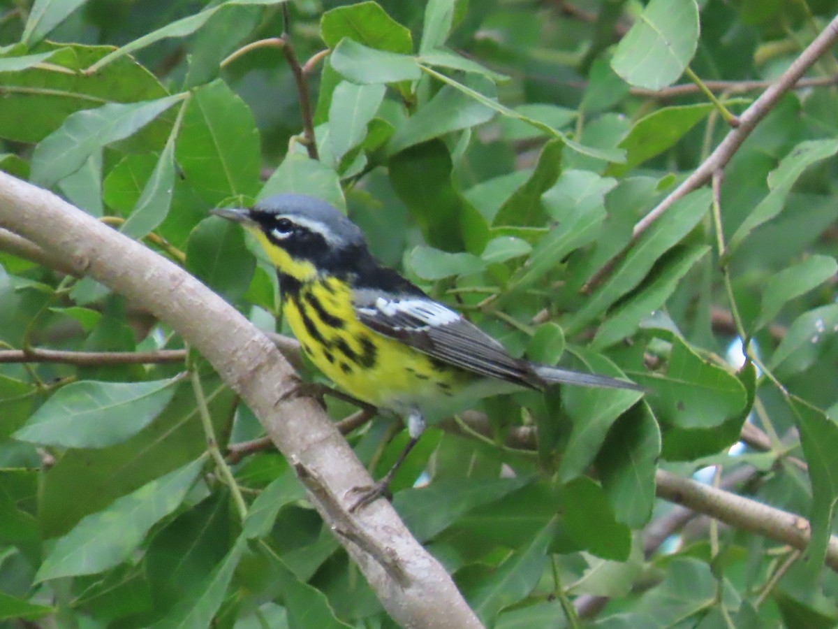 Magnolia Warbler - ML634092252