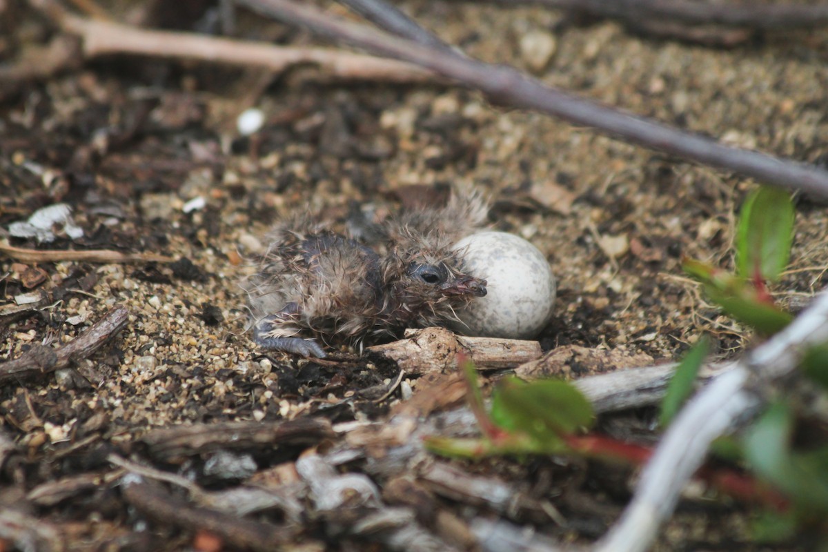 Band-winged Nightjar - ML634092281