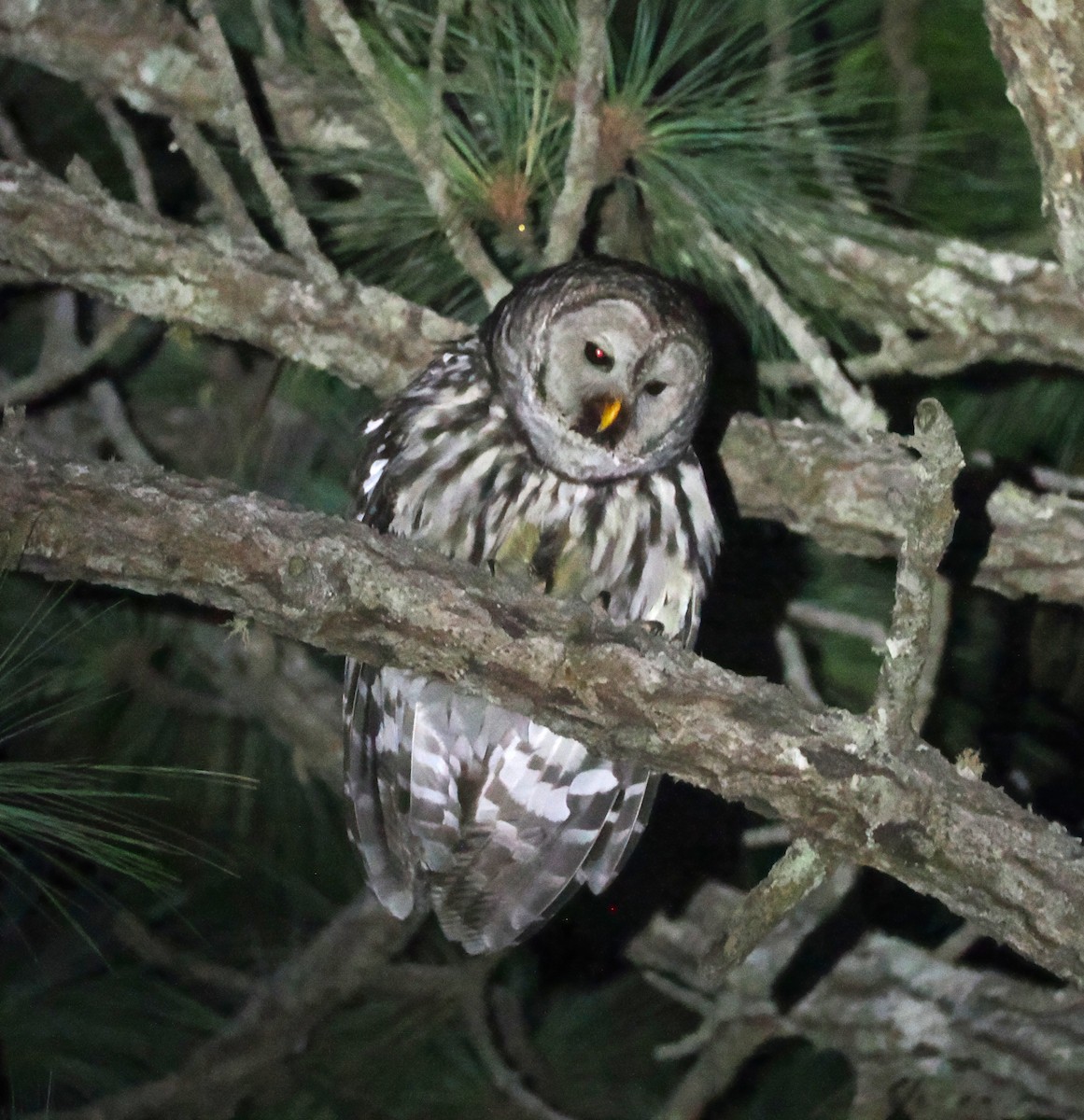 Cinereous Owl - ML634092294