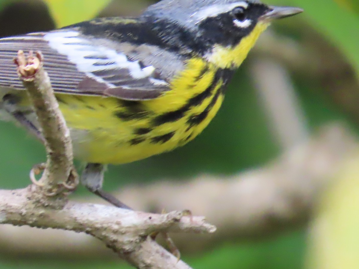 Magnolia Warbler - ML634092306