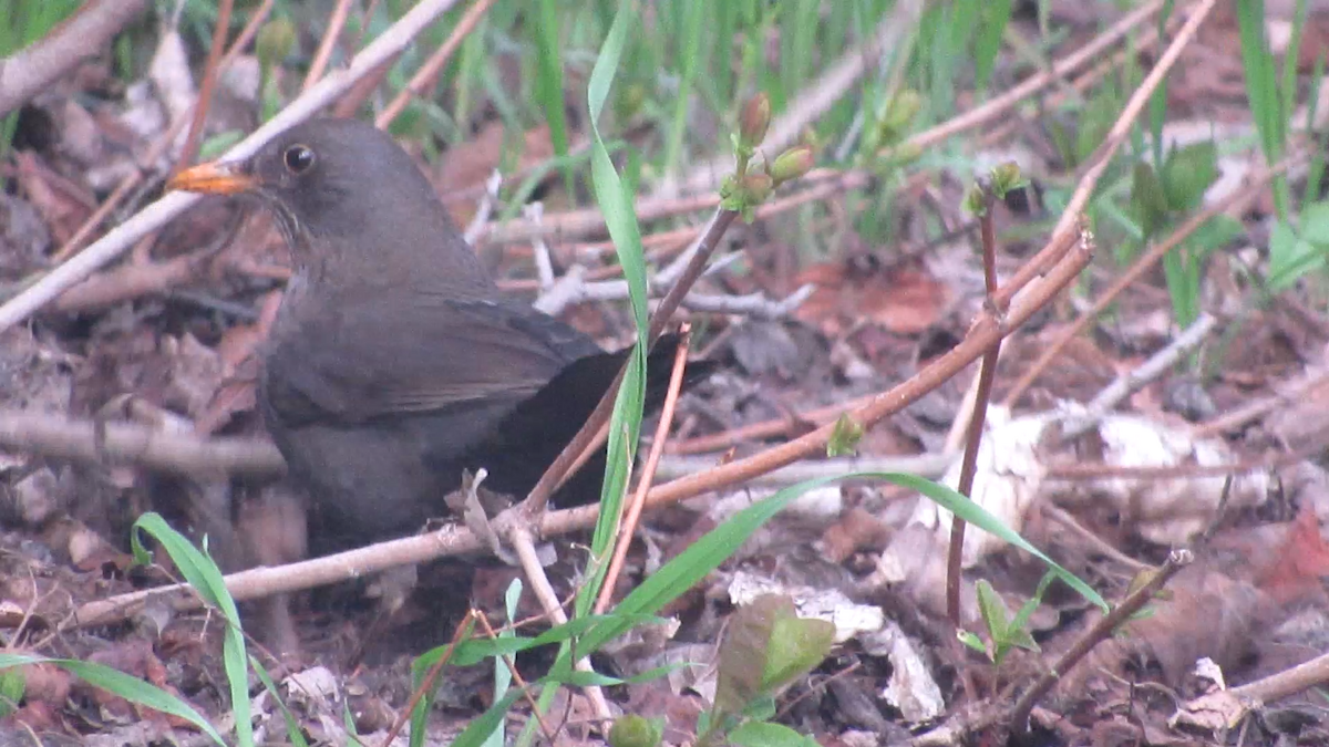 kos černý - ML634092340