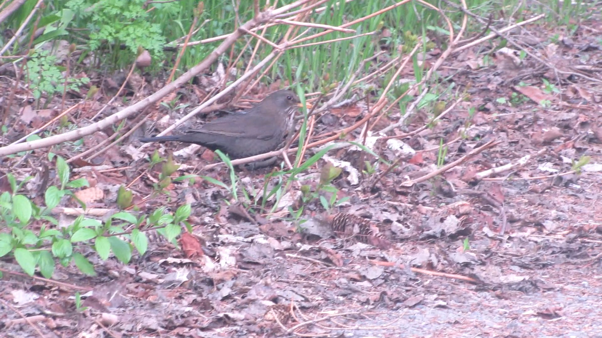 kos černý - ML634092341