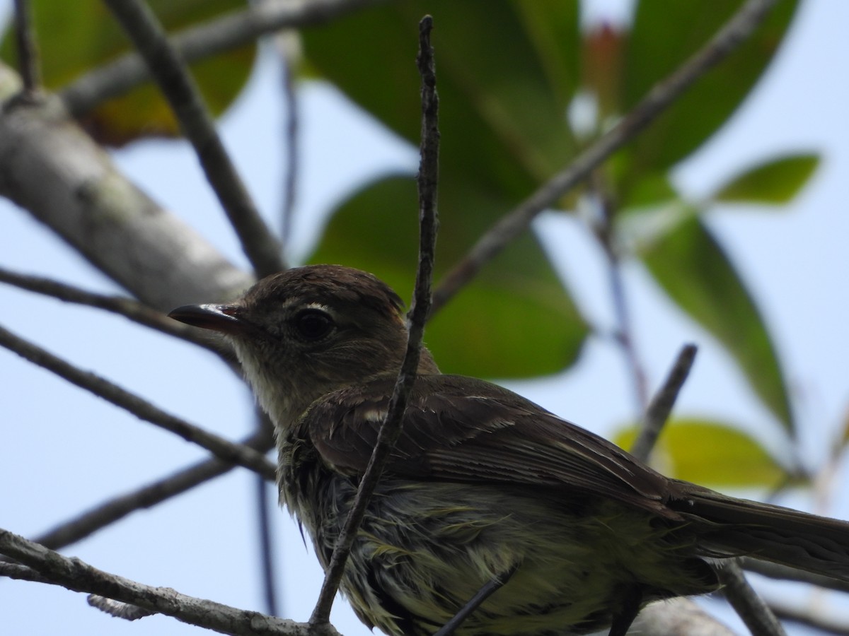 Rufous-crowned Elaenia - ML634092349