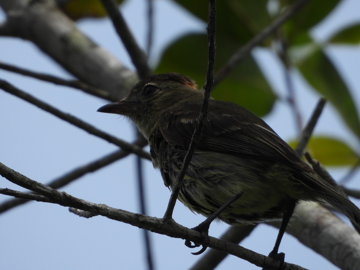 Rufous-crowned Elaenia - ML634092372