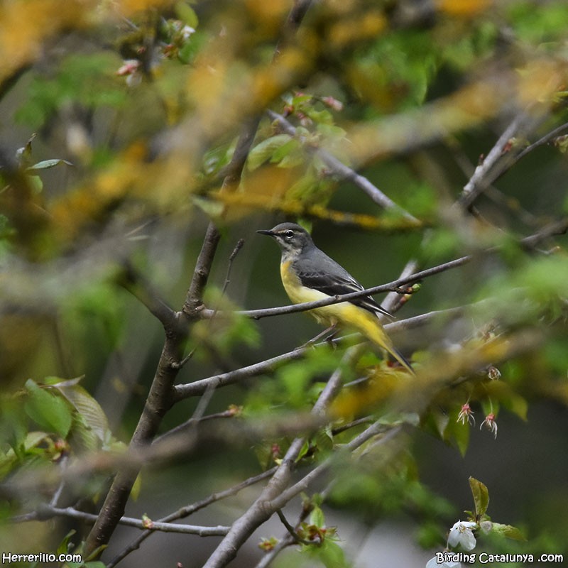 Gray Wagtail - ML634092419