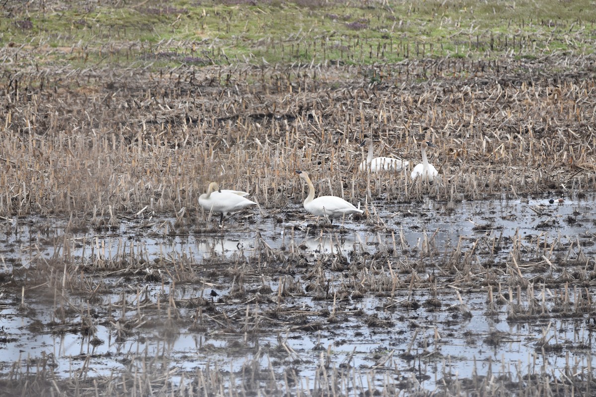 Trumpeter Swan - ML634092453