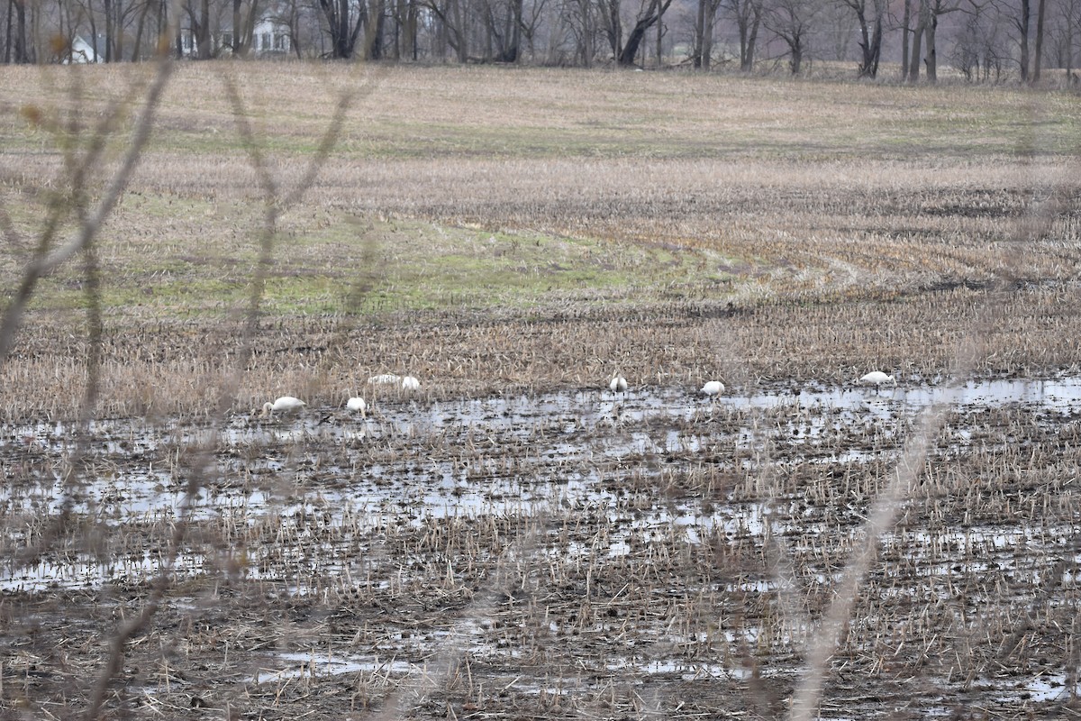 Trumpeter Swan - ML634092468
