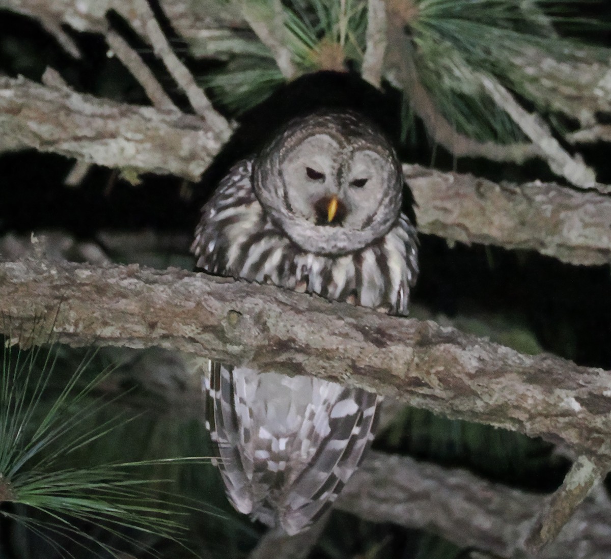 Cinereous Owl - ML634092531