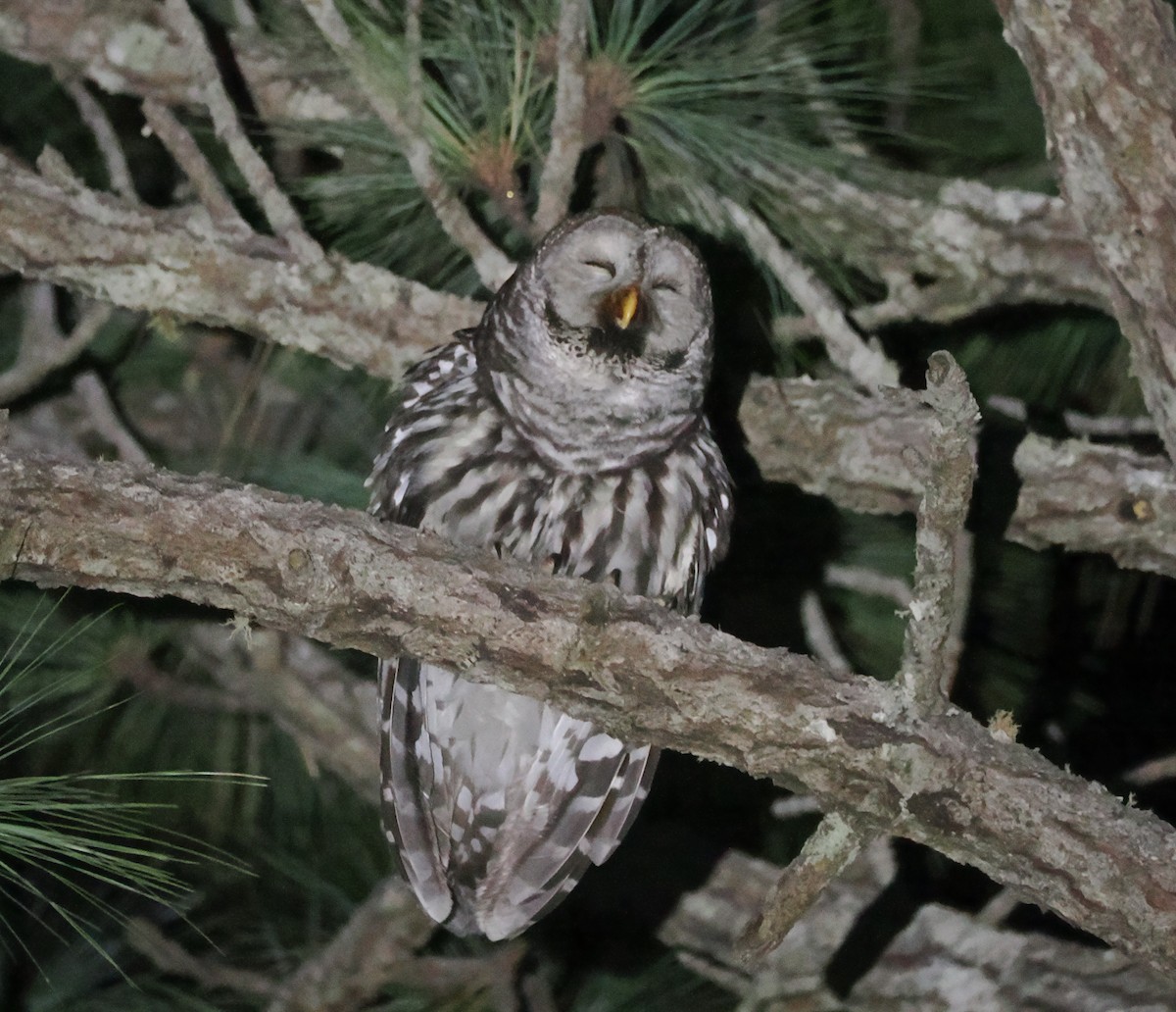 Cinereous Owl - ML634092532