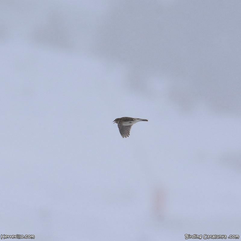 Боролзой болжмор - ML634092571