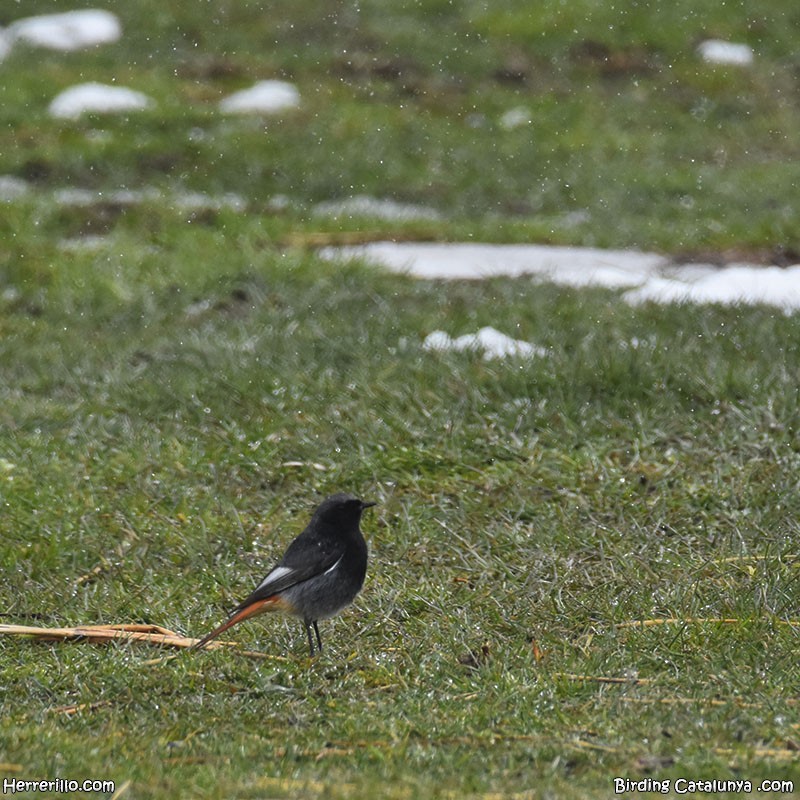 Мойлон гал сүүлт - ML634092575