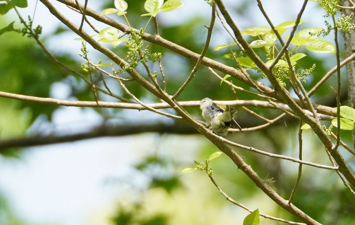 Tennessee Warbler - ML634092578