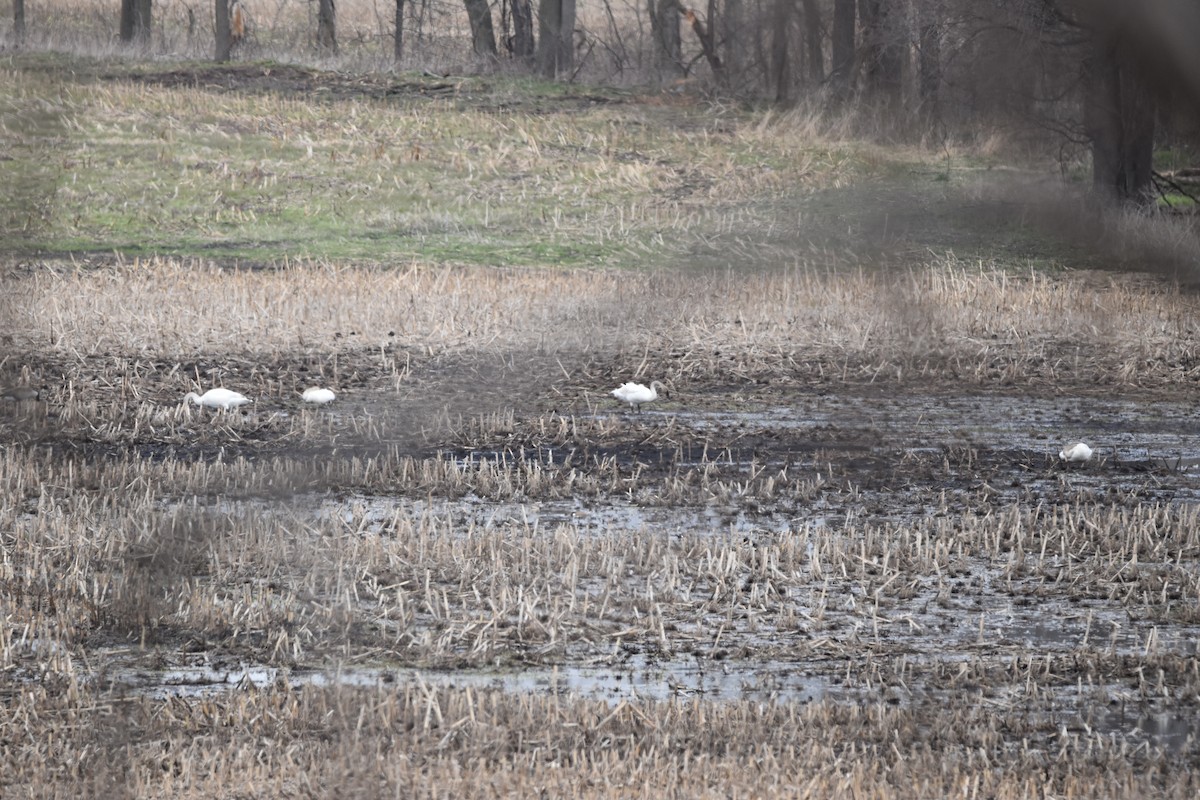 Trumpeter Swan - ML634092579
