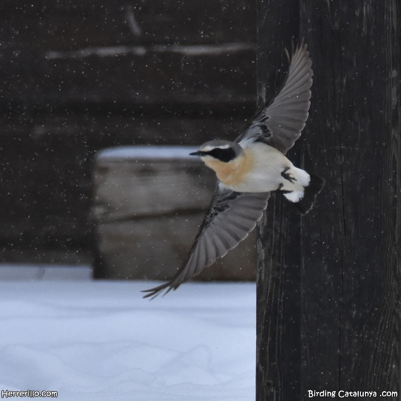 Адууч чогчиго - ML634092591