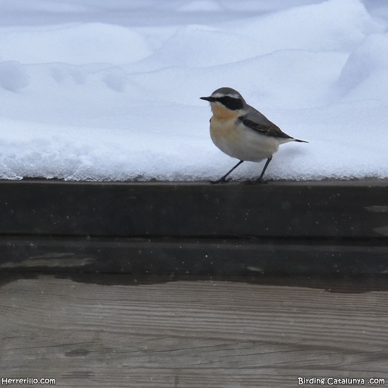 Адууч чогчиго - ML634092592