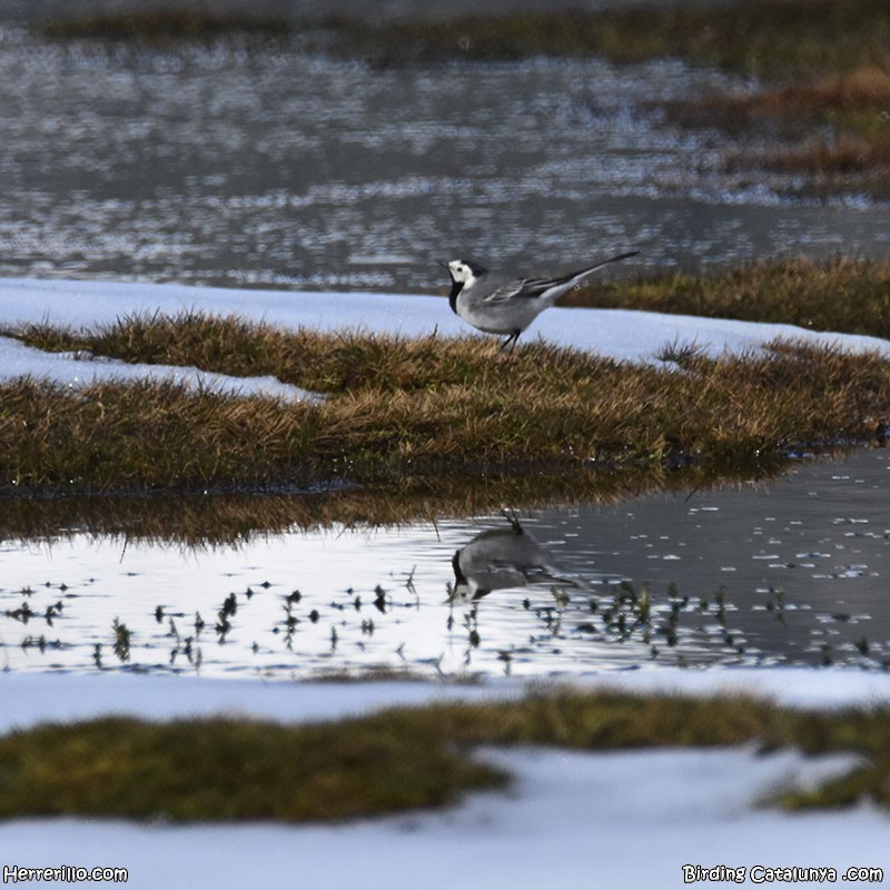 Хөх цэгцгий - ML634092603