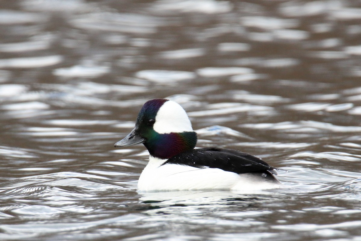 Bufflehead - ML634092609