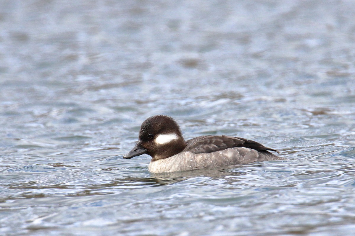 Bufflehead - ML634092610