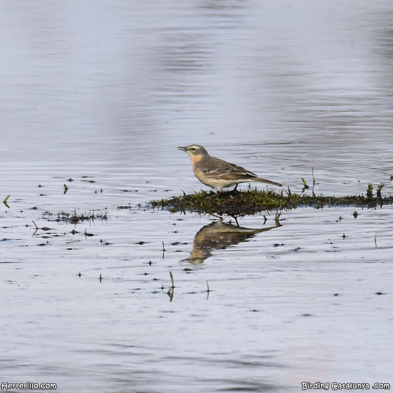 Харзны шийхнүүхэй - ML634092613