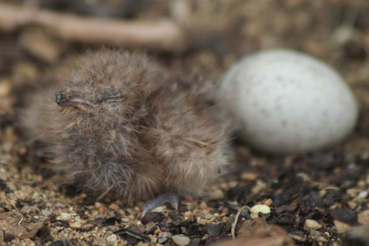 Band-winged Nightjar - ML634092719