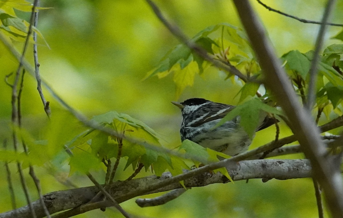 Blackpoll Warbler - ML634092729