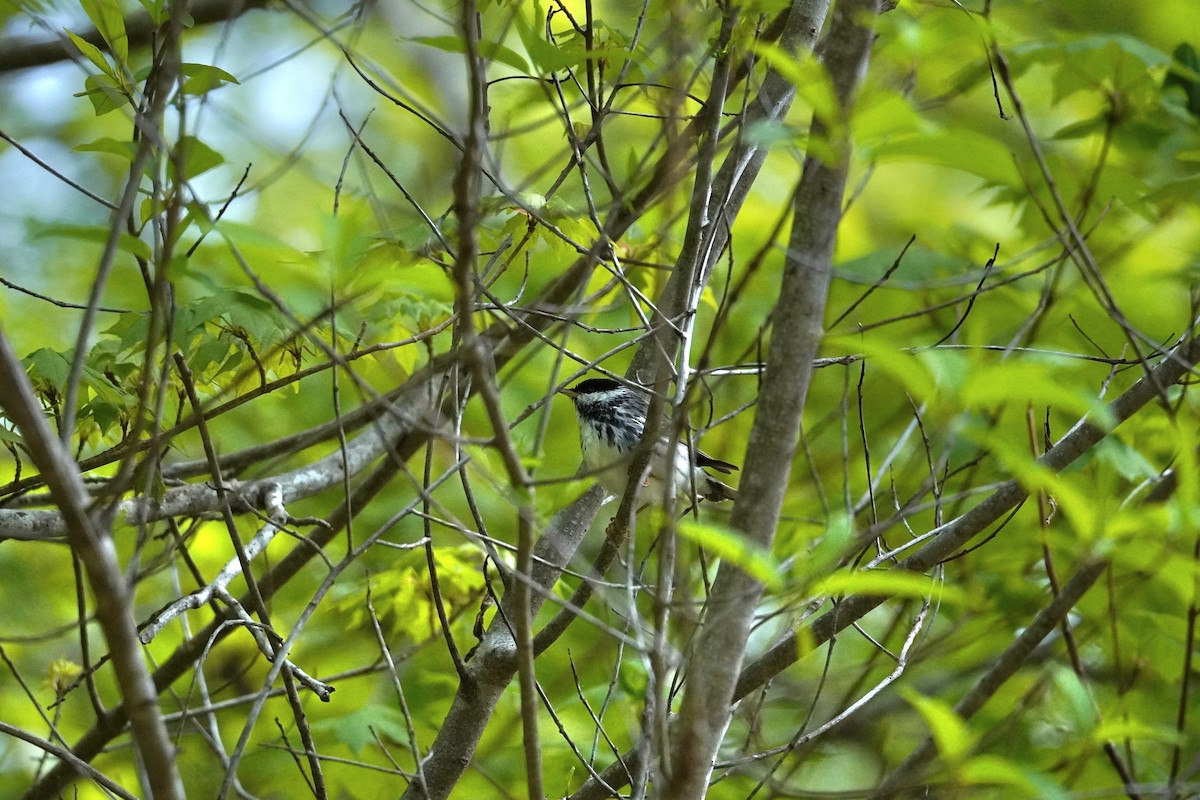 Blackpoll Warbler - ML634092731