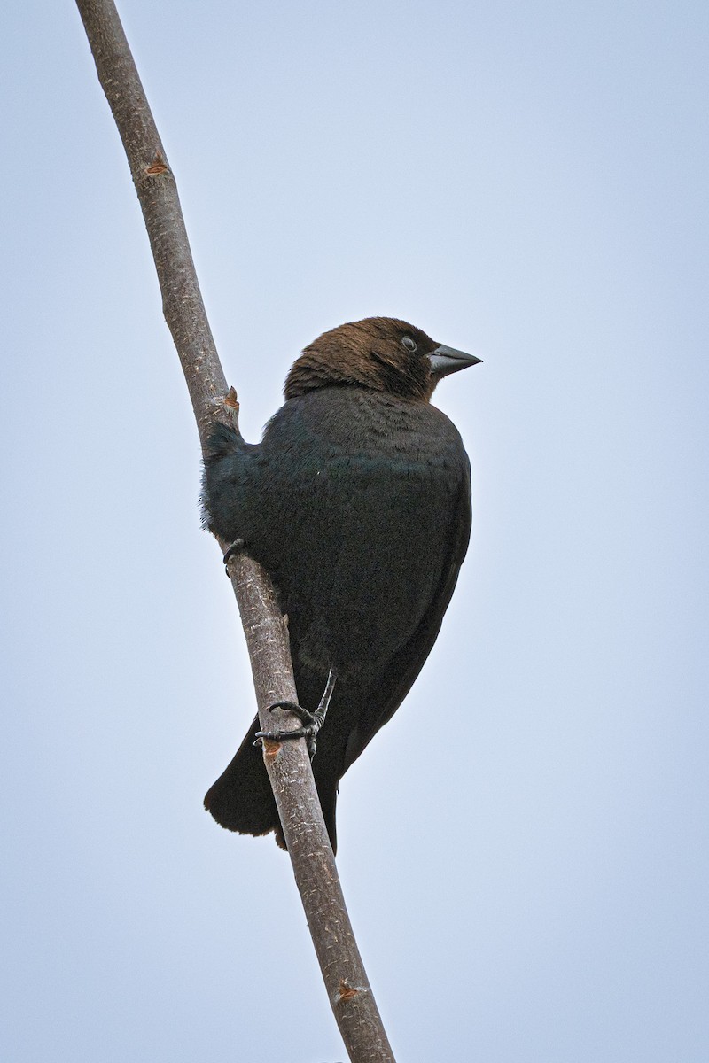 コウウチョウ - ML634092835
