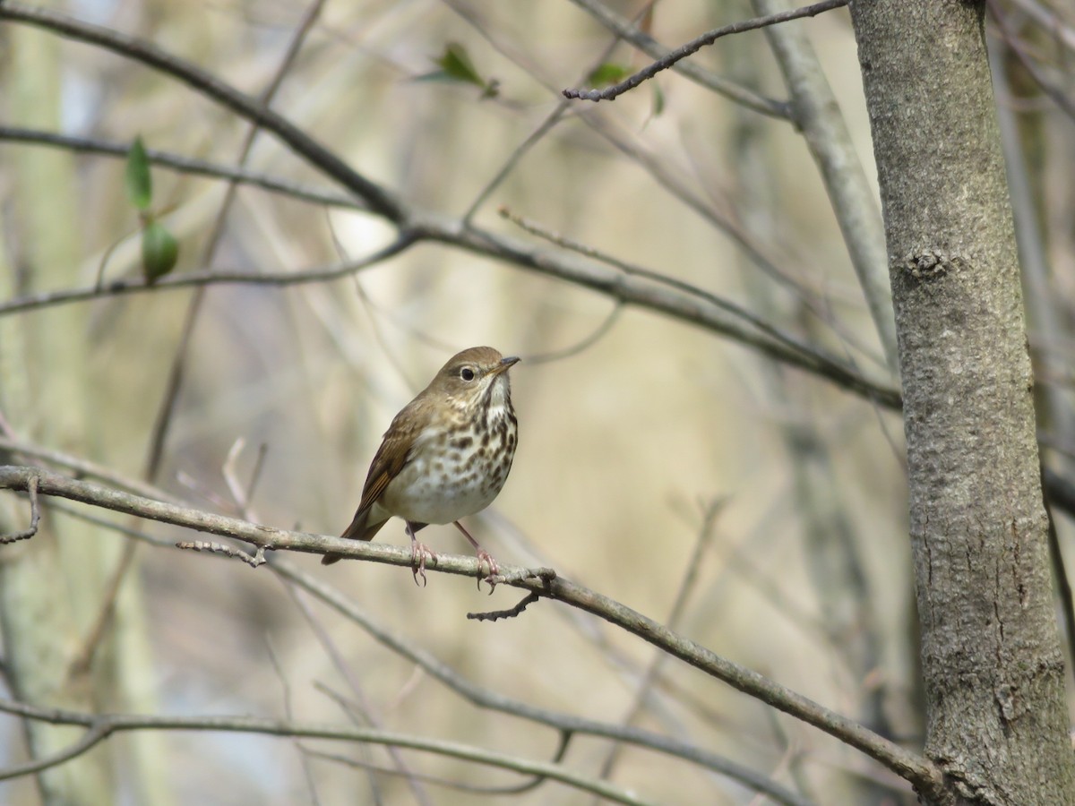 Hermit Thrush - ML634092921