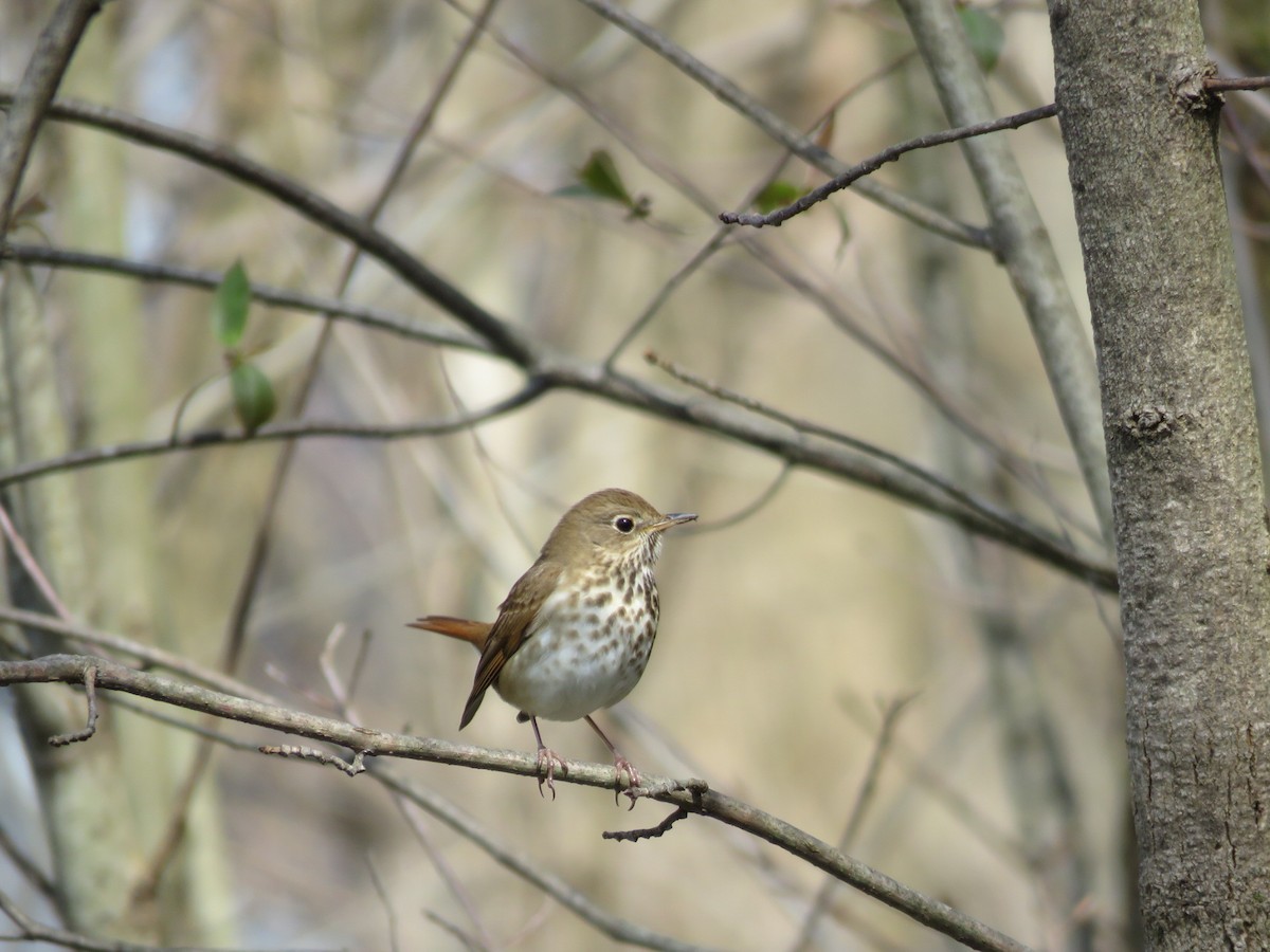 Hermit Thrush - ML634092922