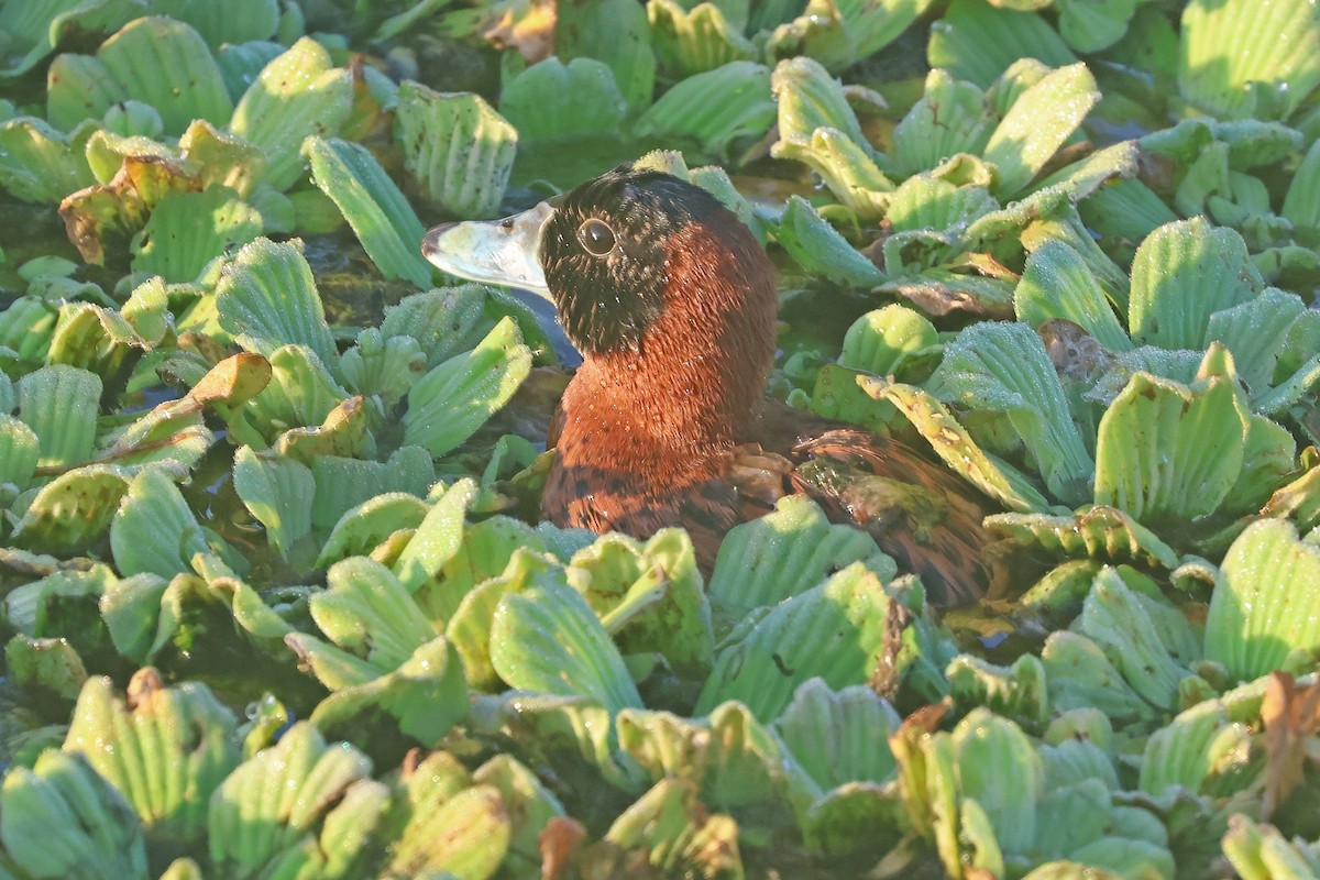 Masked Duck - ML634092949