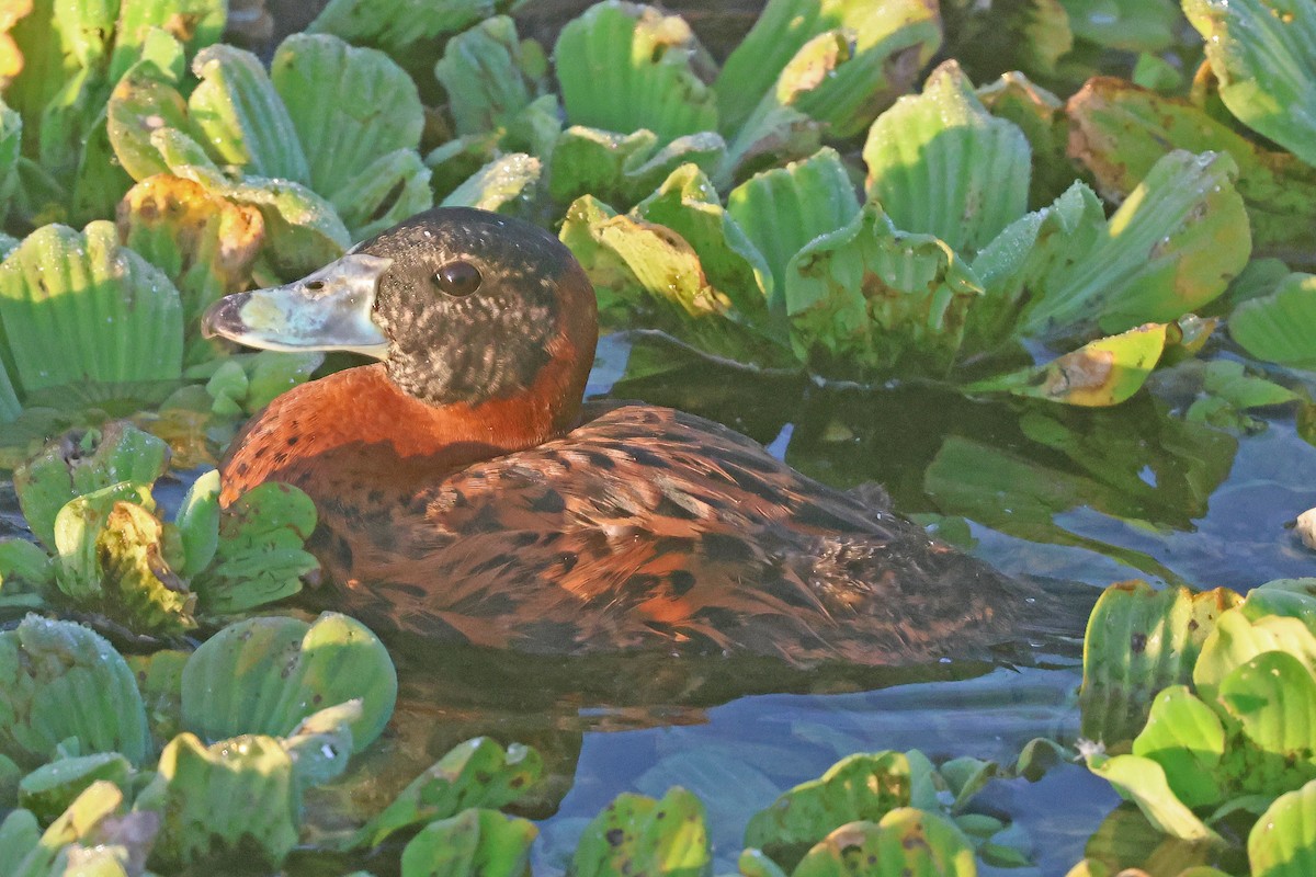 Masked Duck - ML634092953