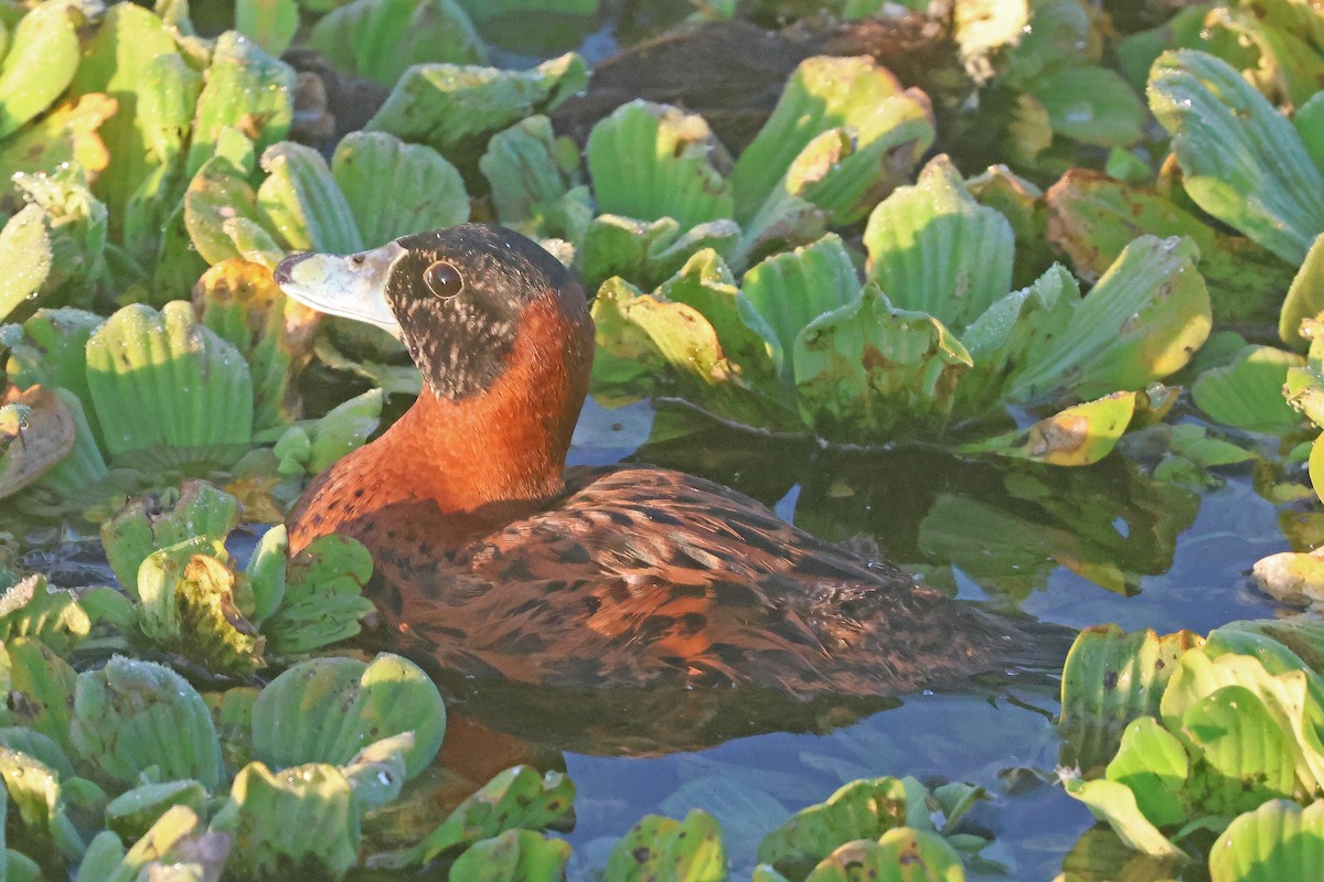 Masked Duck - ML634092956