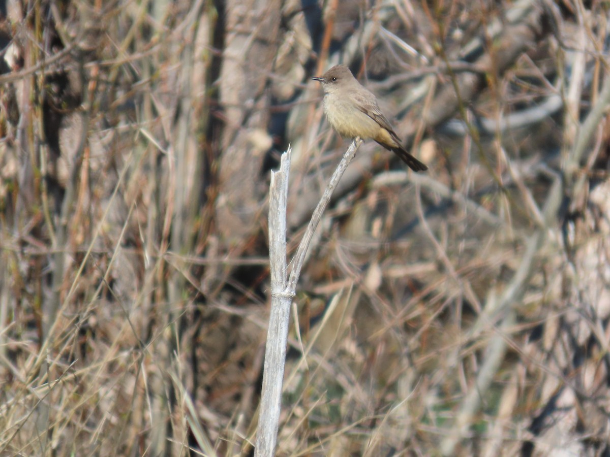 Say's Phoebe - ML634092971