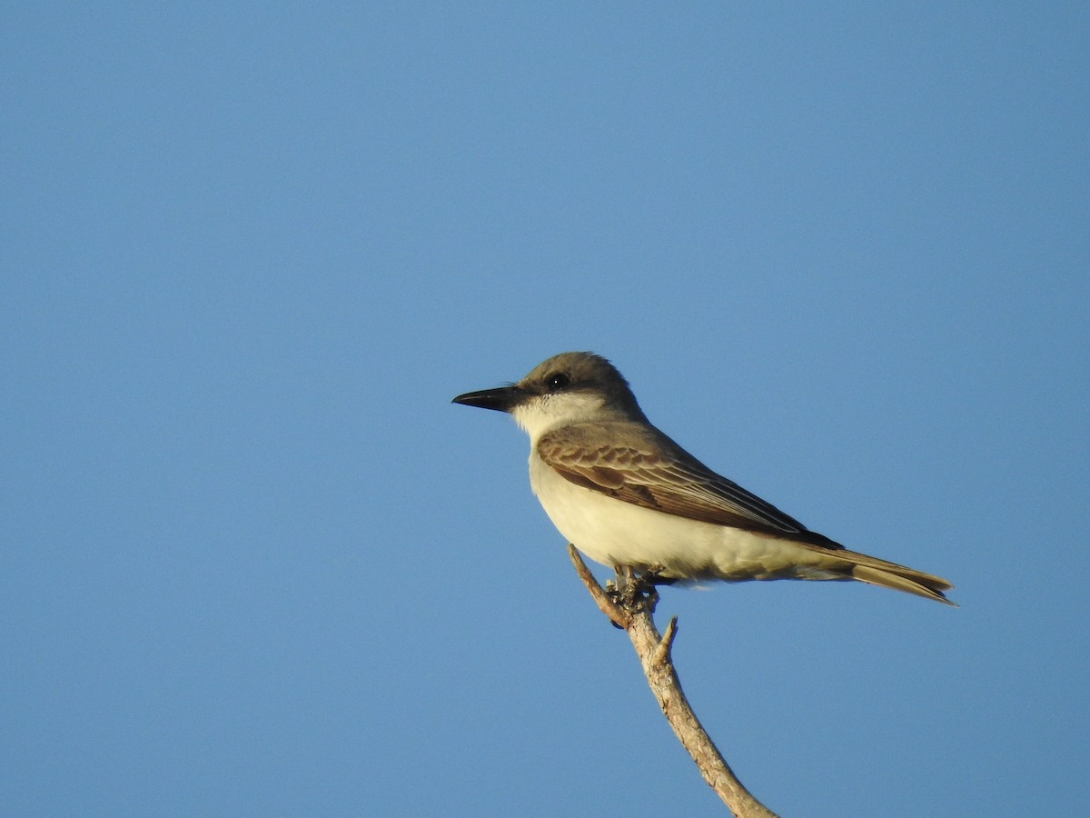 Gray Kingbird - ML634093062