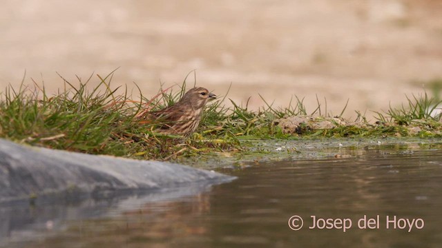 Eurasian Linnet - ML634093097