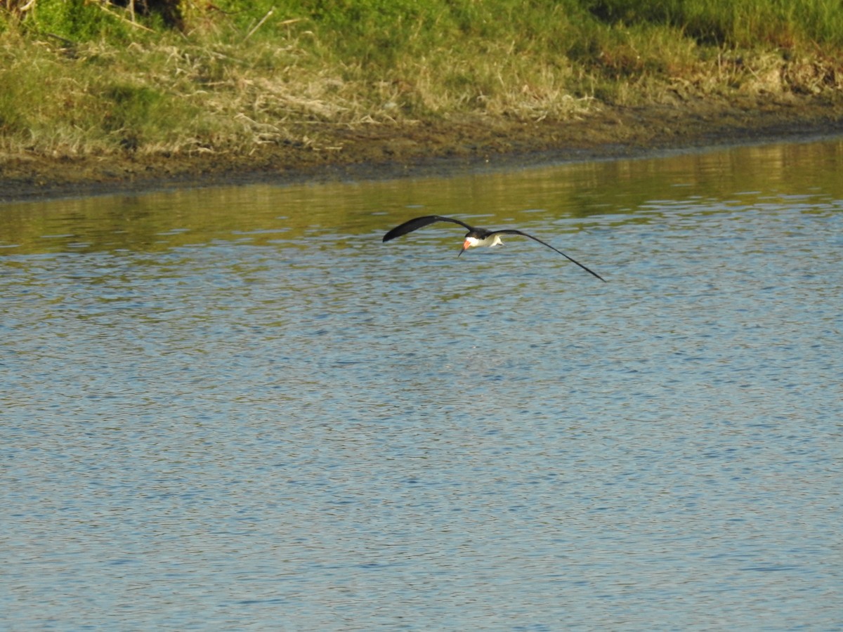 Black Skimmer - ML634093126