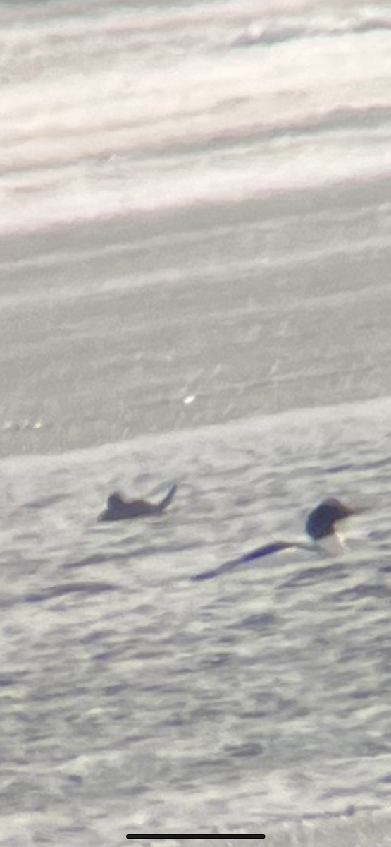 Савка американська - ML634093169