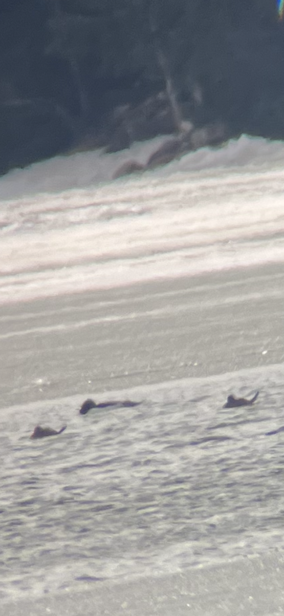 Савка американська - ML634093171