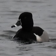 Ring-necked Duck - ML634093180