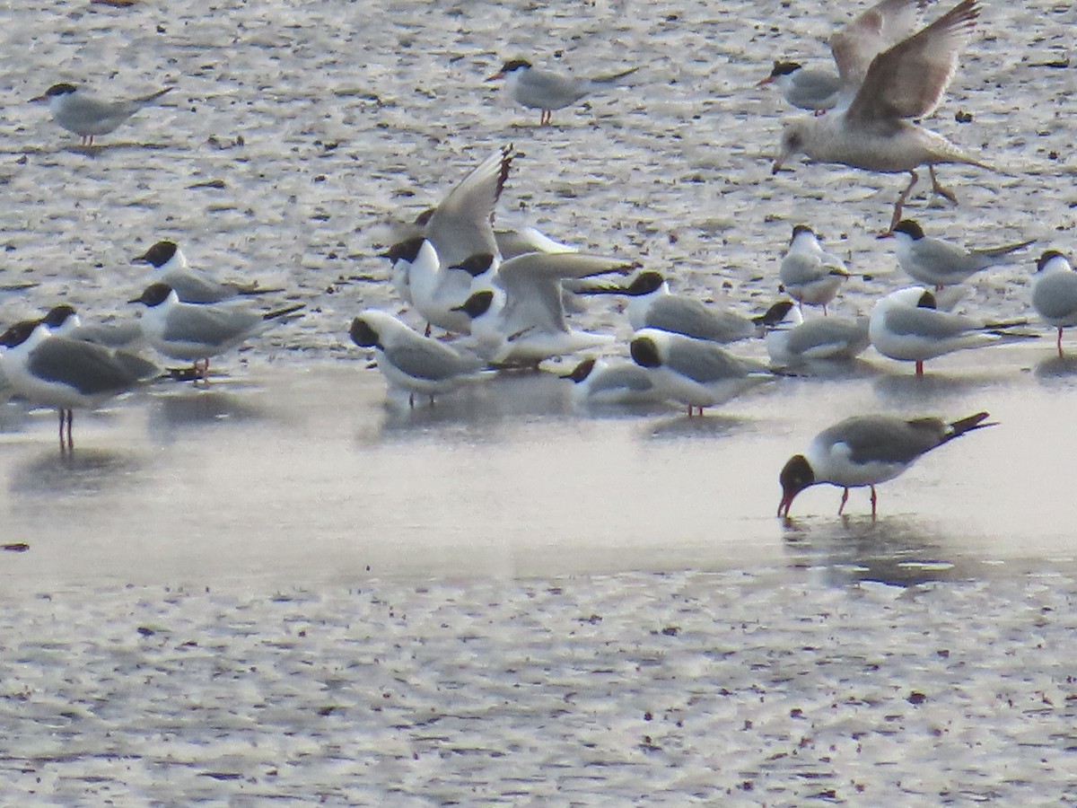 Bonaparte's Gull - ML634093184