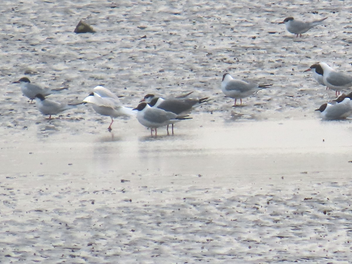 Bonaparte's Gull - ML634093190