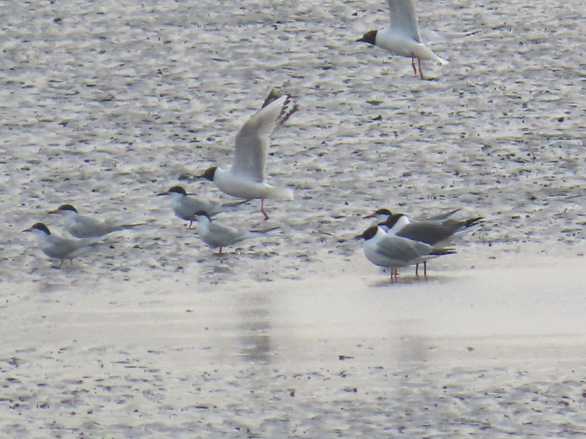 Bonaparte's Gull - ML634093191
