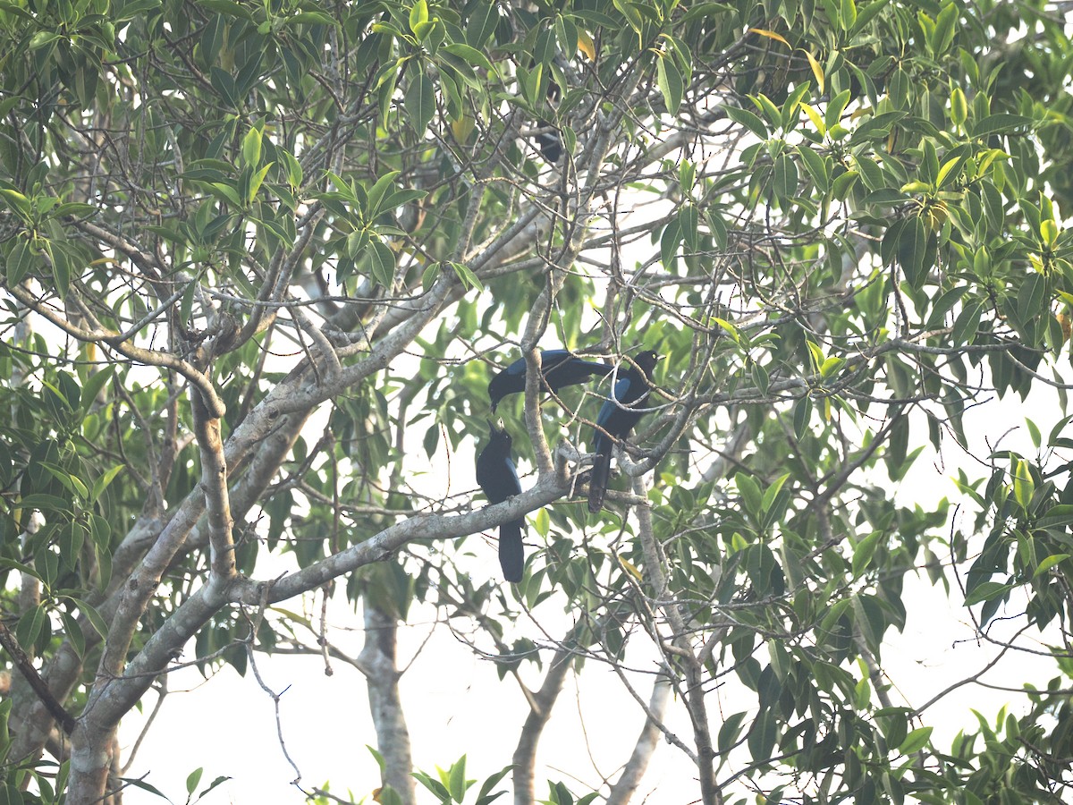 San Blas Jay - ML634093242