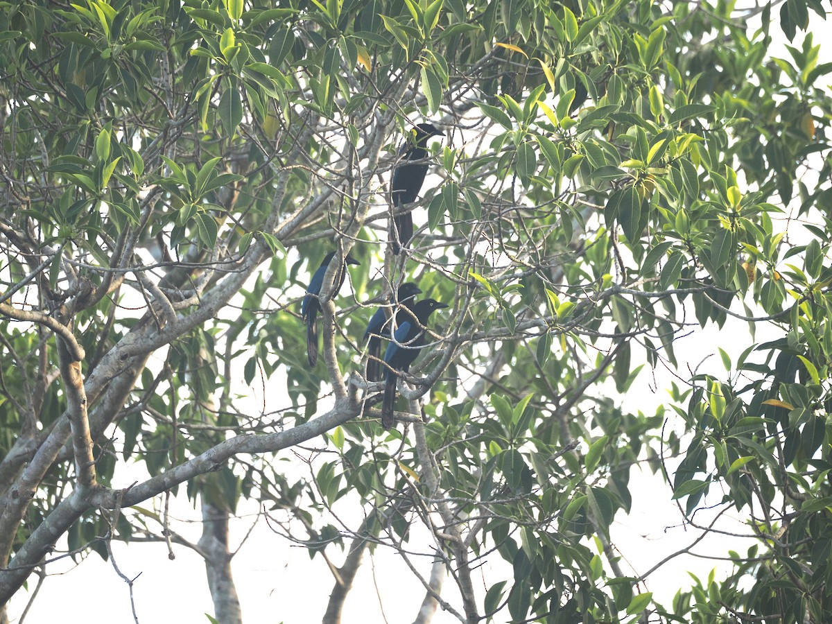 San Blas Jay - ML634093243