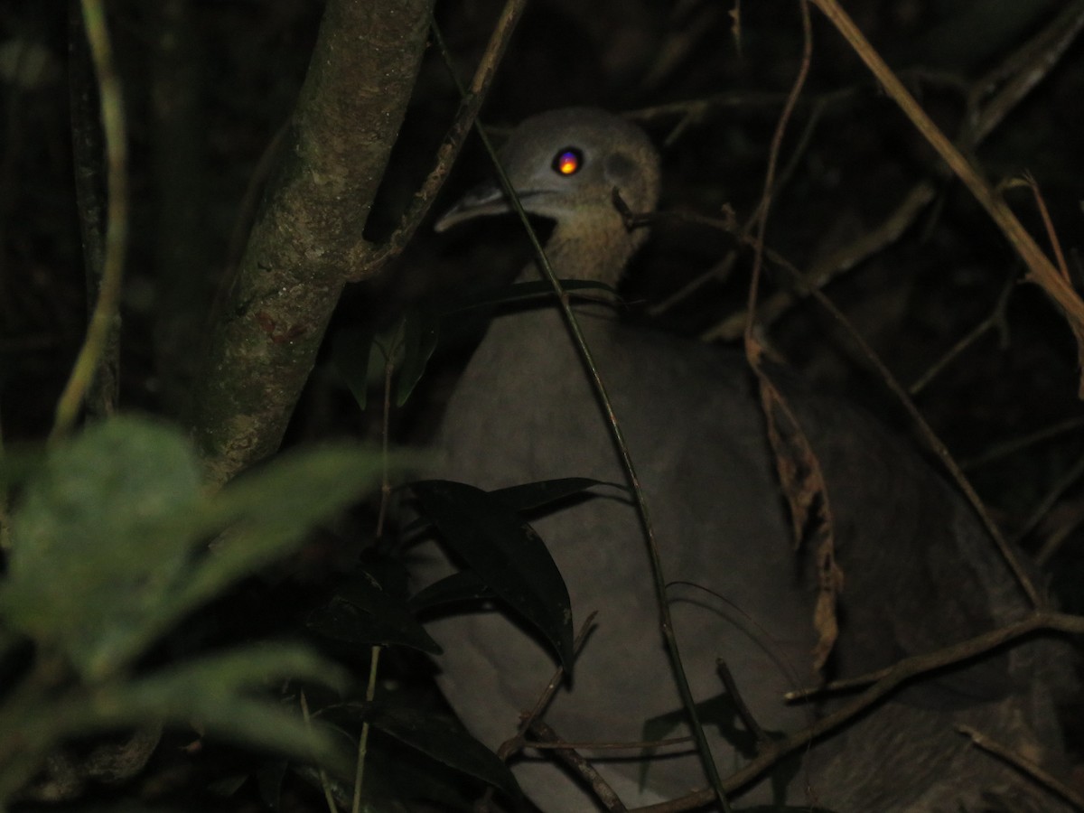 Solitary Tinamou - ML634093322