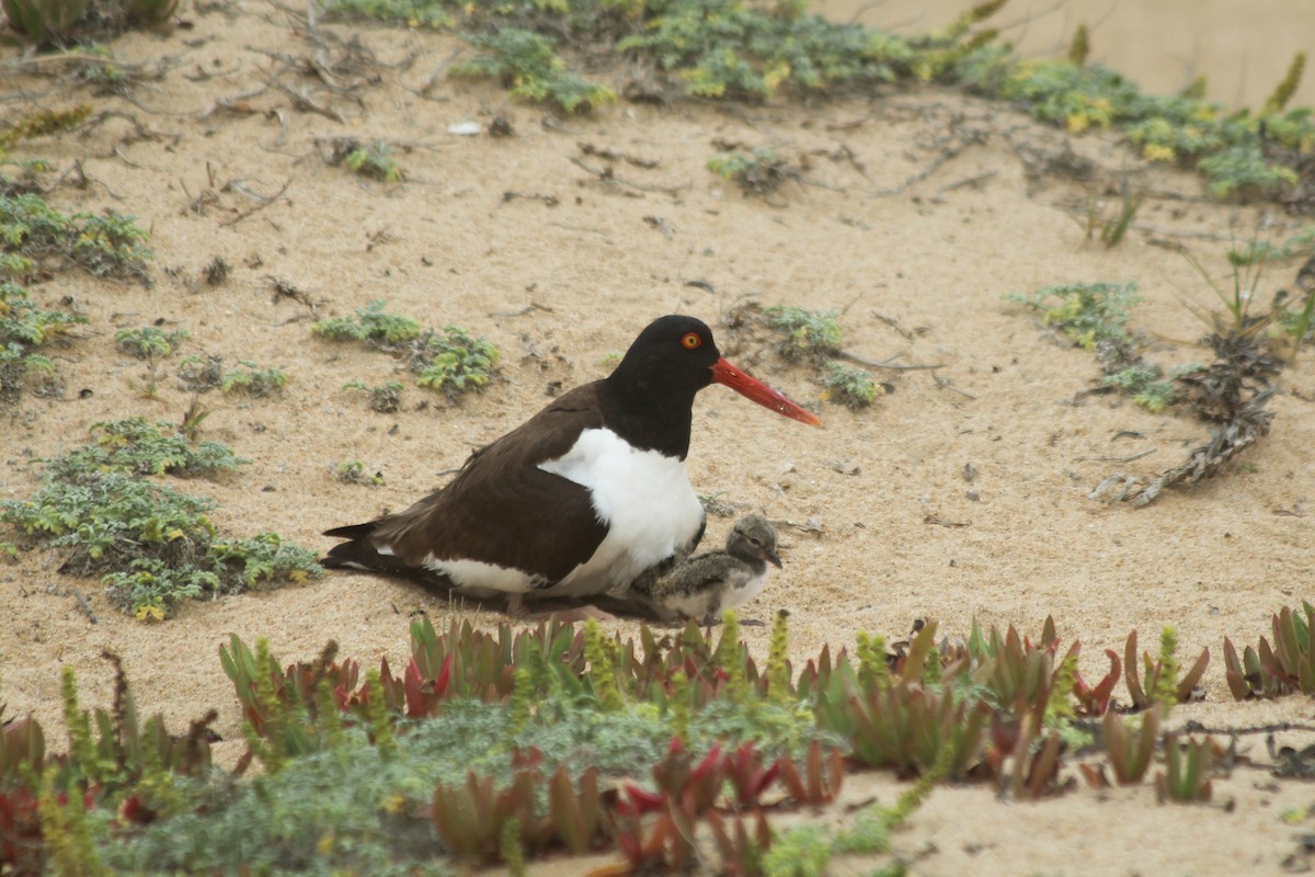American Oystercatcher - ML634093363