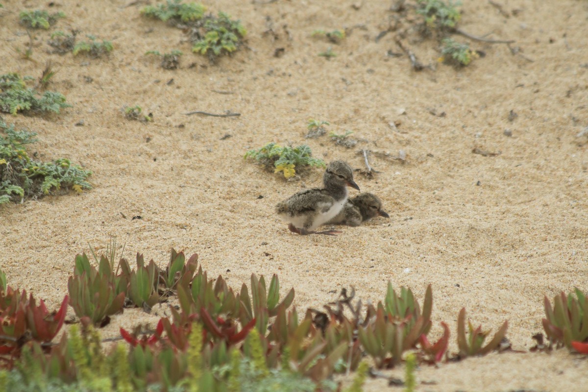 American Oystercatcher - ML634093365